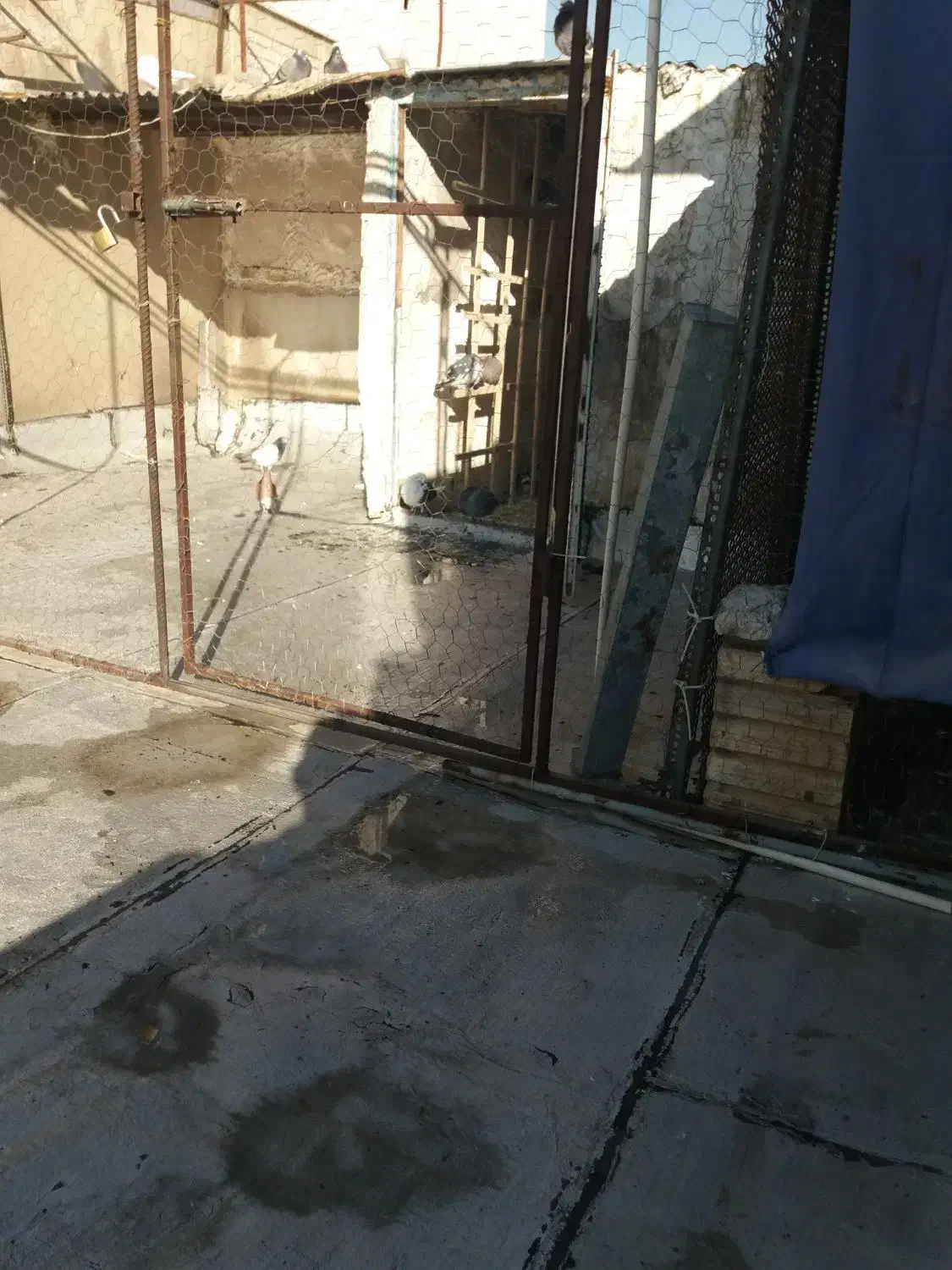 کفتر قاره نر  سیاه گمشده زیر بالها قرمز|پرنده|قرچک, مهدیه|دیوار