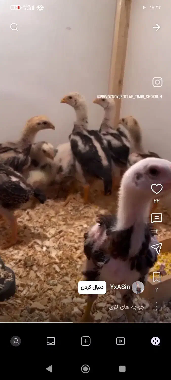 گمشده جوجه لاری.|حیوانات|خرم‌آباد, |دیوار