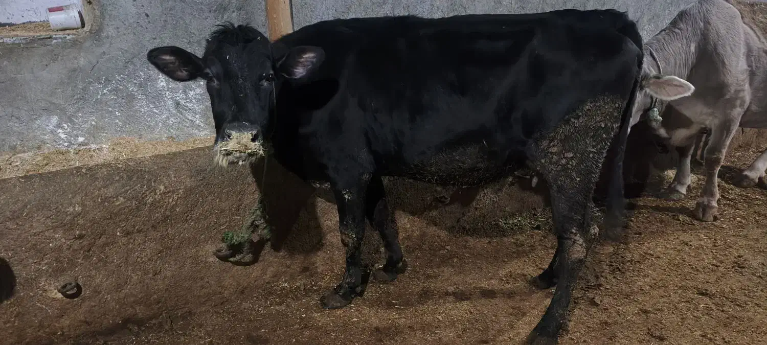 دوتا گاو ابستن|حیوانات مزرعه|لاجان, |دیوار