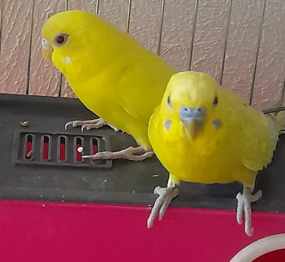 دو جفت مرغ عشق|پرنده|اصفهان, فروردین|دیوار