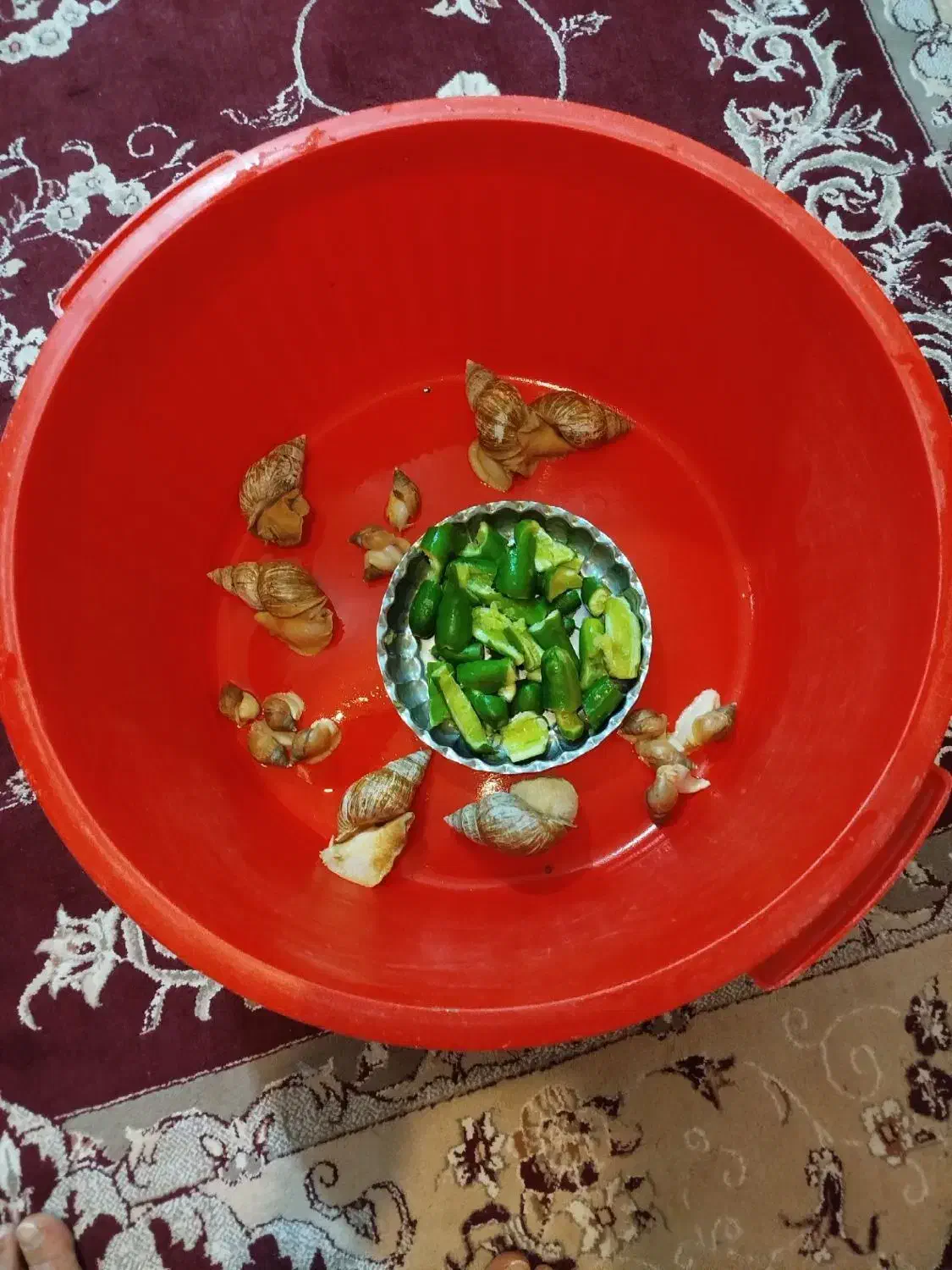 شاه مولد تخم گذار آلبینو|خزنده|همدان, |دیوار