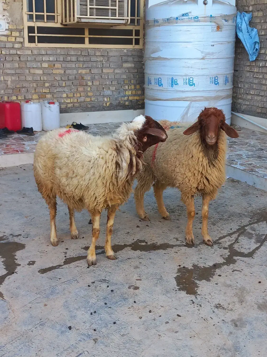 گوسفند|حیوانات مزرعه|اهواز, فتح|دیوار