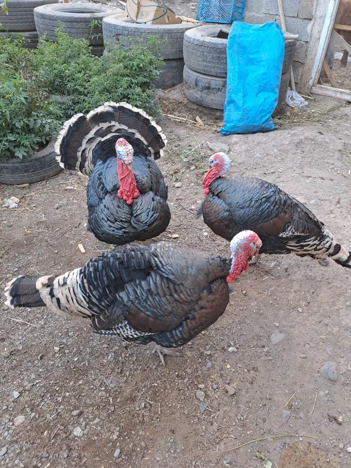 تخم بوقلمون برنز|حیوانات مزرعه|خوی, |دیوار