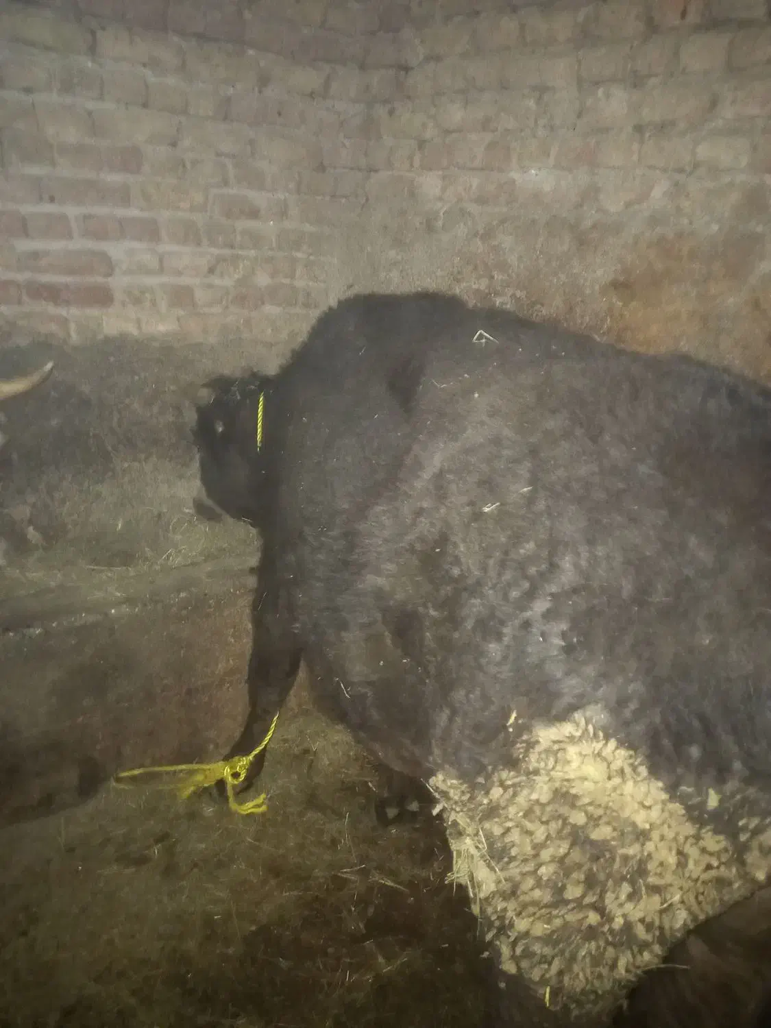 گاو|حیوانات مزرعه|ماکو, |دیوار