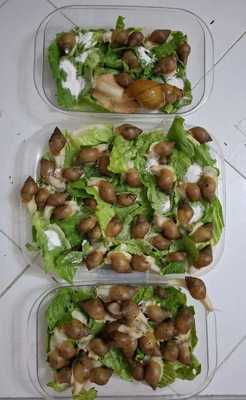 حلزون|خزنده|تهران, سجاد|دیوار