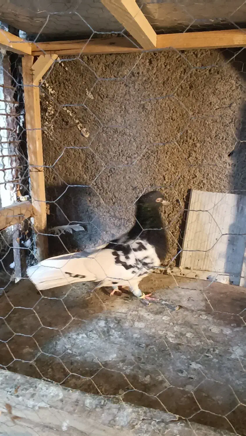 کبوتر رنگی|پرنده|مشهد, کلاته برفی|دیوار