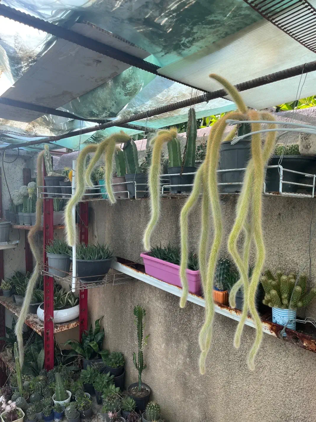 حراج گلخانه کاکتوس با کمترین قیمت|گل و گیاه طبیعی|نورآباد ممسنی, |دیوار