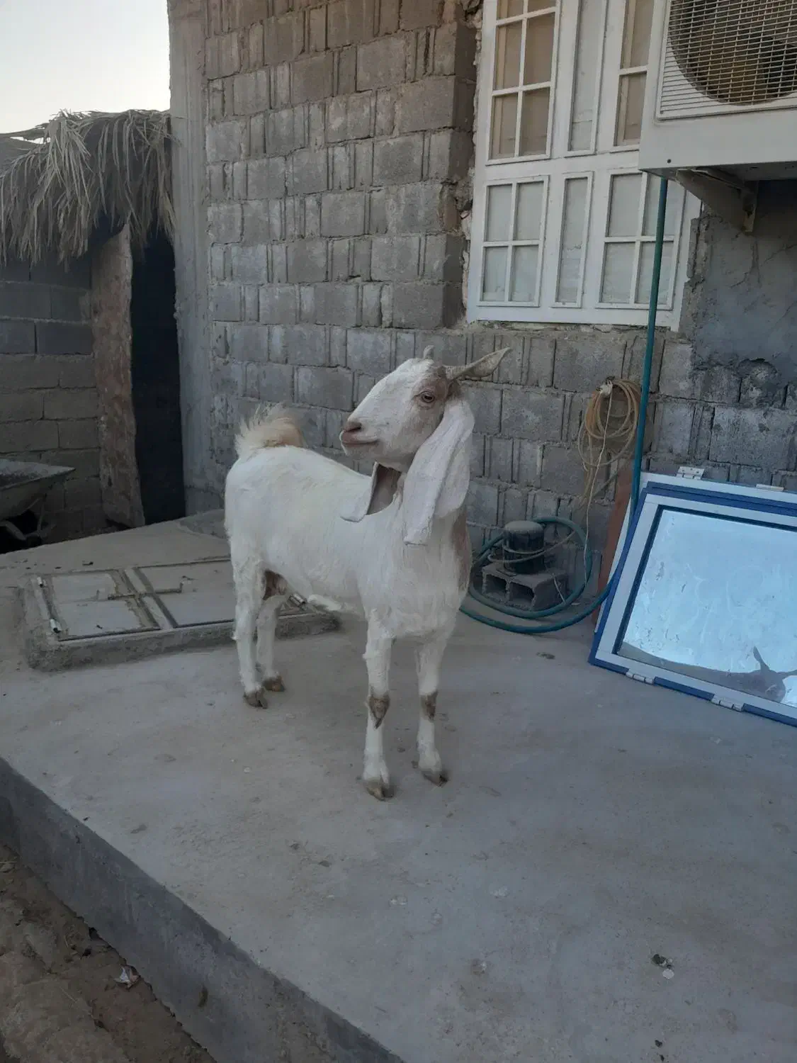 بز خوب برای فروش|حیوانات مزرعه|آبپخش, |دیوار