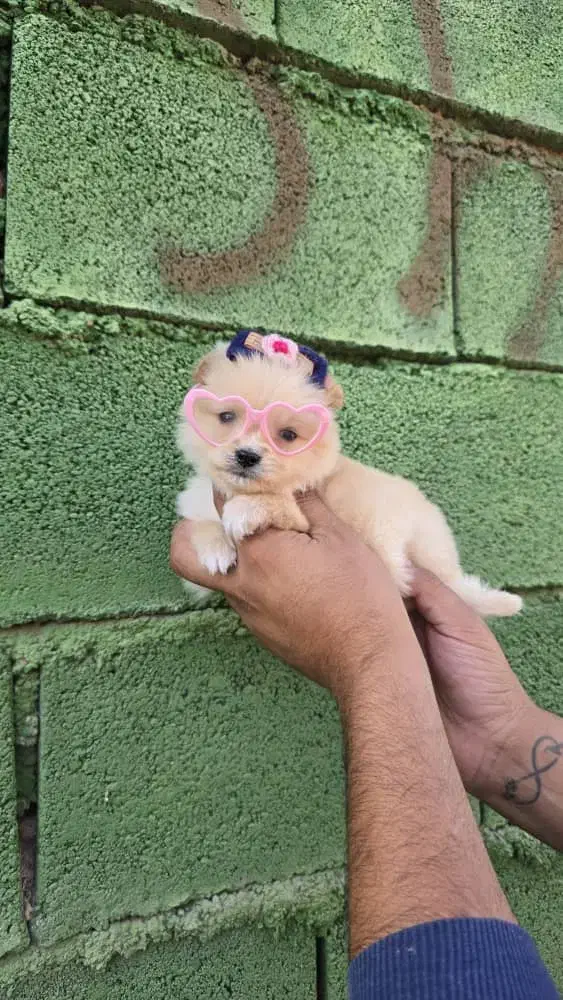 حیوانات خانگی|سگ|صدرا-فارس, فاز ۱|دیوار