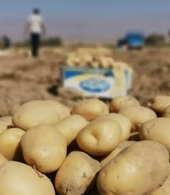 سیب زمینی سرولایت|خوردنی و آشامیدنی|نیشابور, شهید بهشتی|دیوار