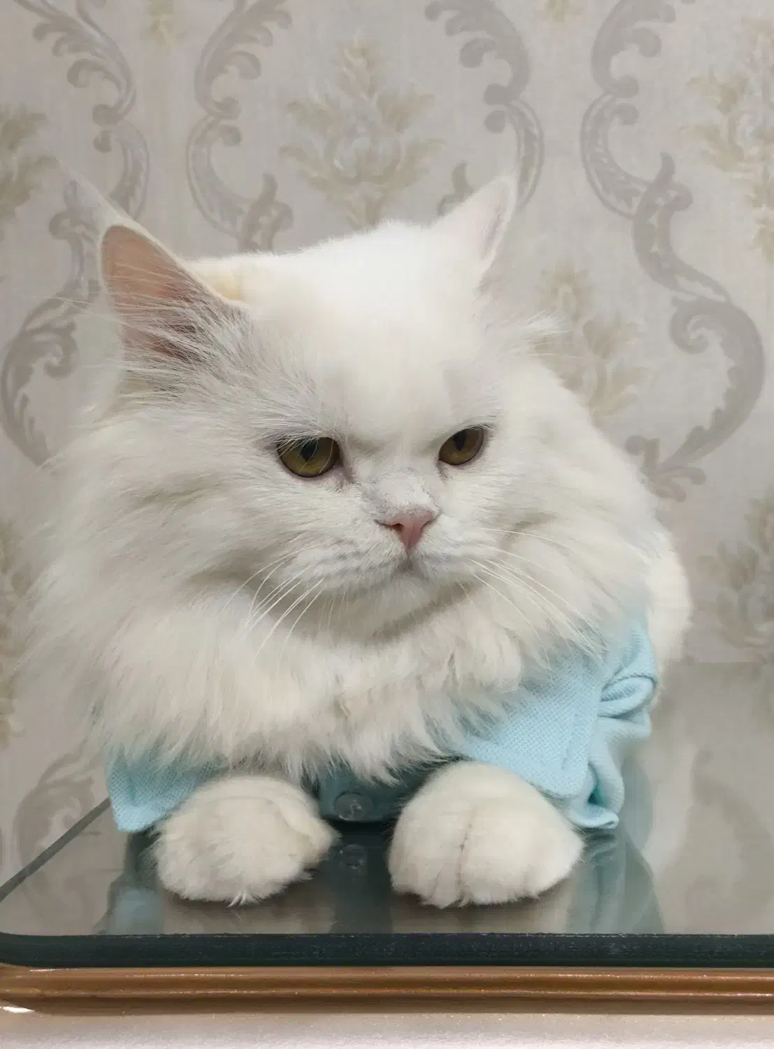 جفتگیری گربه نر|گربه|اسلامشهر, صادقیه|دیوار