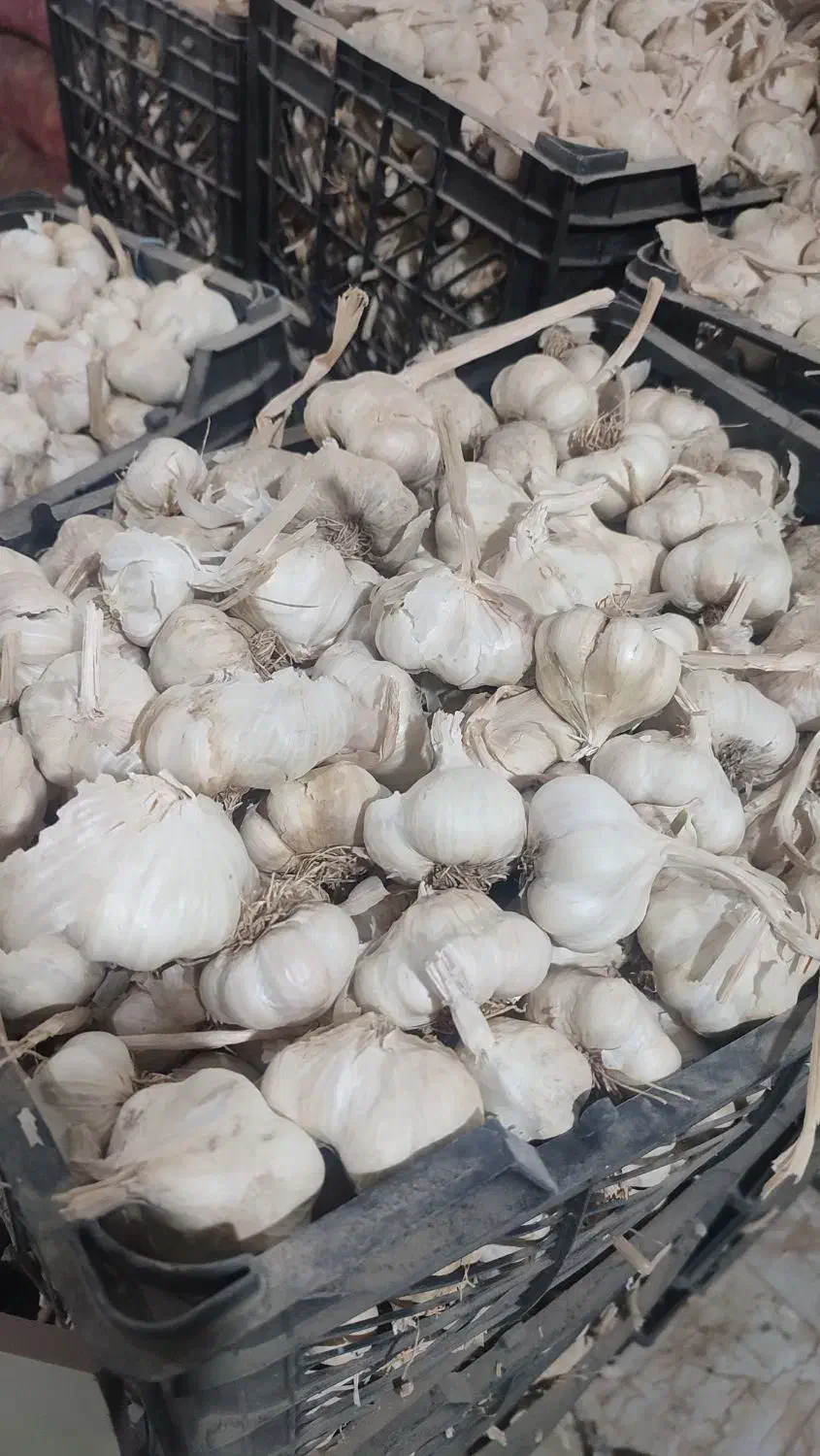 سیر درجه 1|عمدهفروشی|الشتر, |دیوار