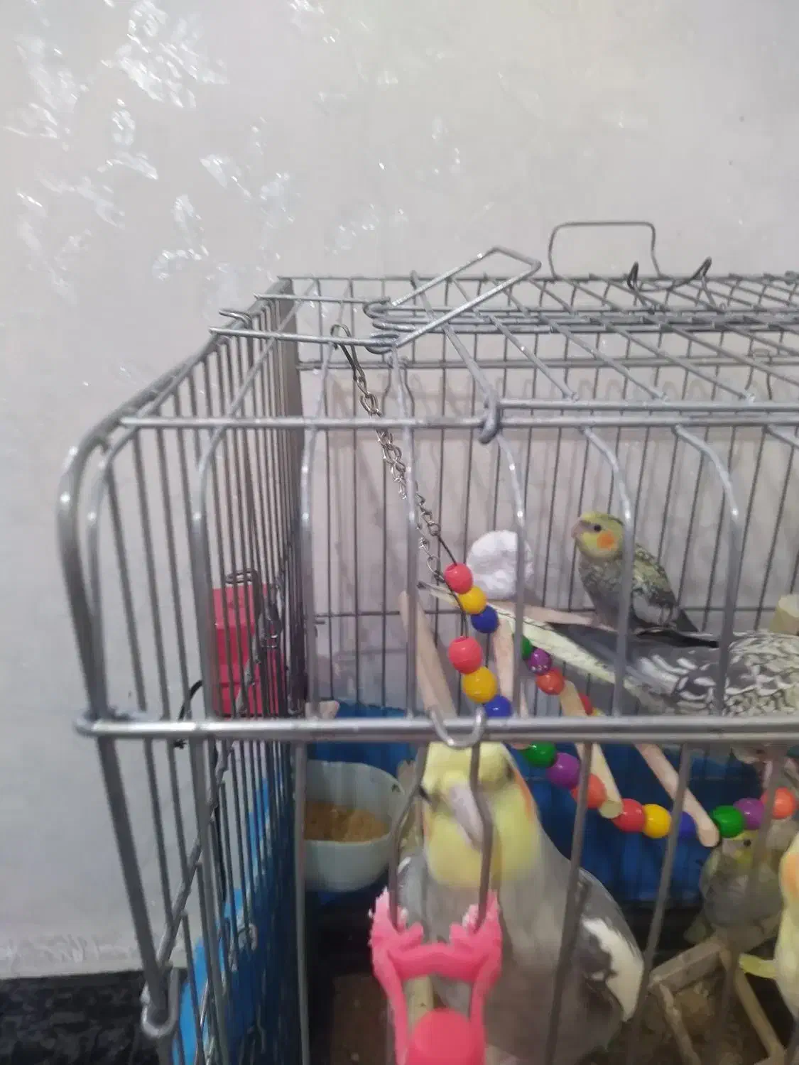 سه عدد عروس هلندی زیبا وسخنگو|پرنده|تهران, جوانمردان (اندیشه)|دیوار