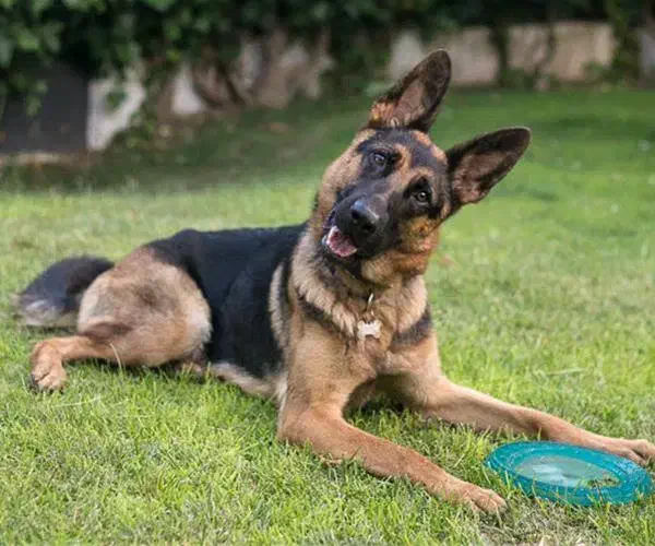 سگ نجاتدار پیدا شده فقط مالک با نشانی یا مدرک|حیوانات|اسفراین, |دیوار