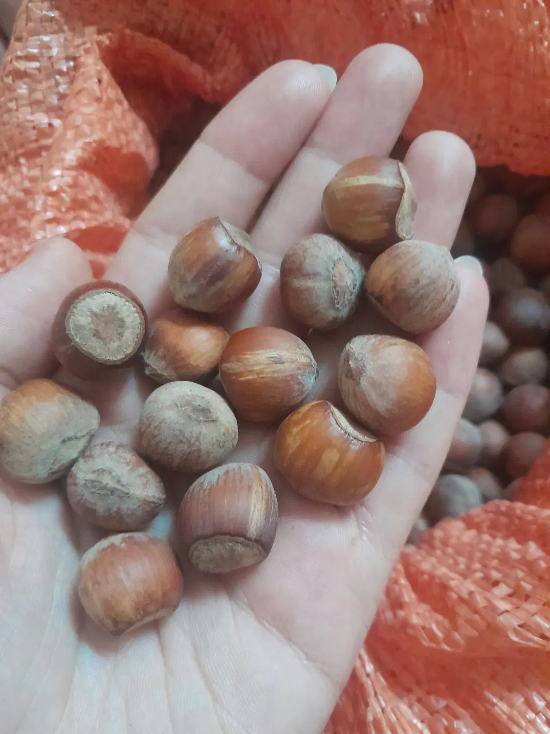 فندوق|خوردنی و آشامیدنی|گرمدره, |دیوار