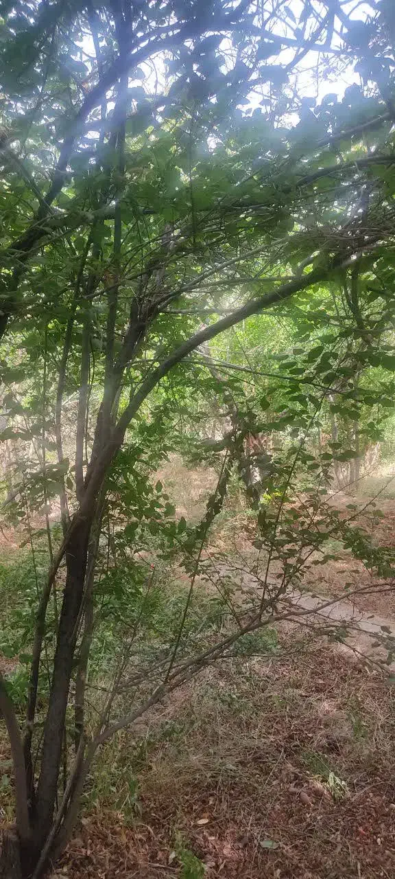 باغ 309متری در اسلامیه فروش فوری|فروش دفتر صنعتی، کشاورزی، تجاری|تفت, |دیوار