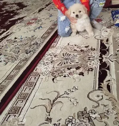 واگذاری پامر خرسی|سگ|تربت‌حیدریه, حسنی بالا|دیوار