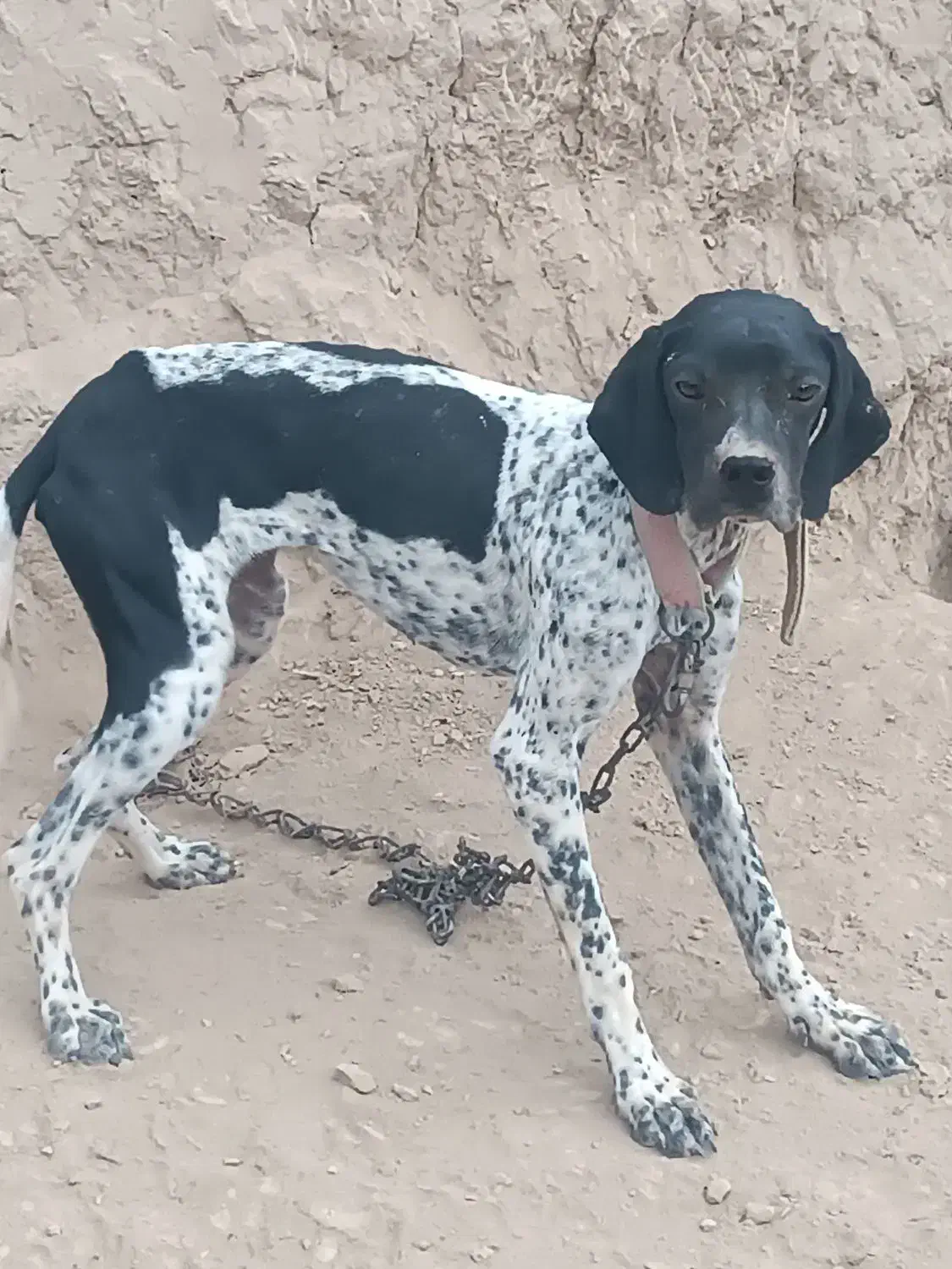 توله شکاری|سگ|گلی داغ, |دیوار