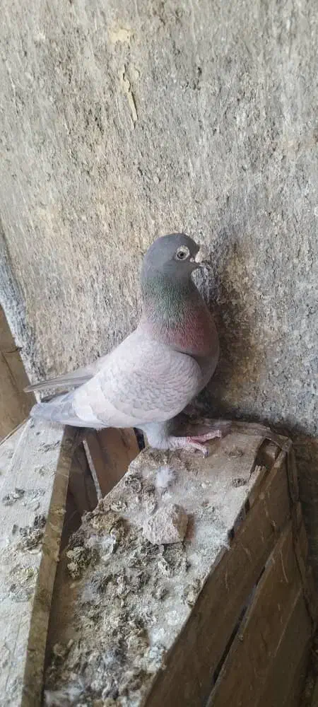 کبوتر|پرنده|زرین دشت (فارس), |دیوار