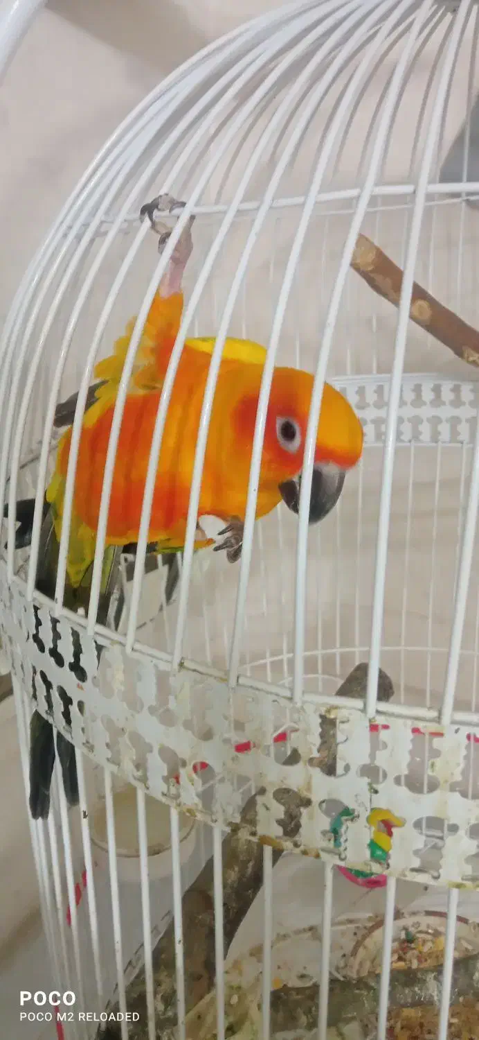 طوطی خورشیدی|پرنده|نیشابور, بنیاد شهید|دیوار