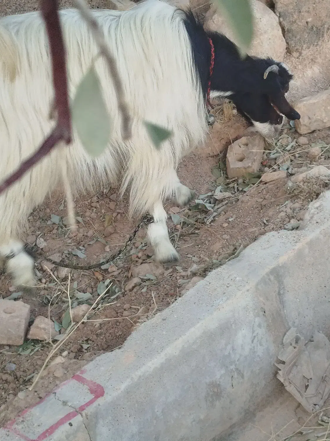 بر جوان آبستن نزدیک سرپا|حیوانات مزرعه|شیراز, رکن‌آباد|دیوار