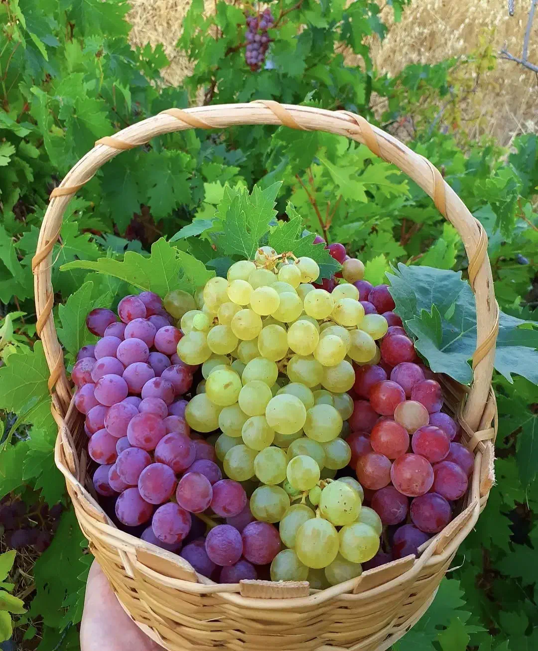 نهال در میاندربند|خدمات باغبانی و درختکاری|کرمانشاه, |دیوار