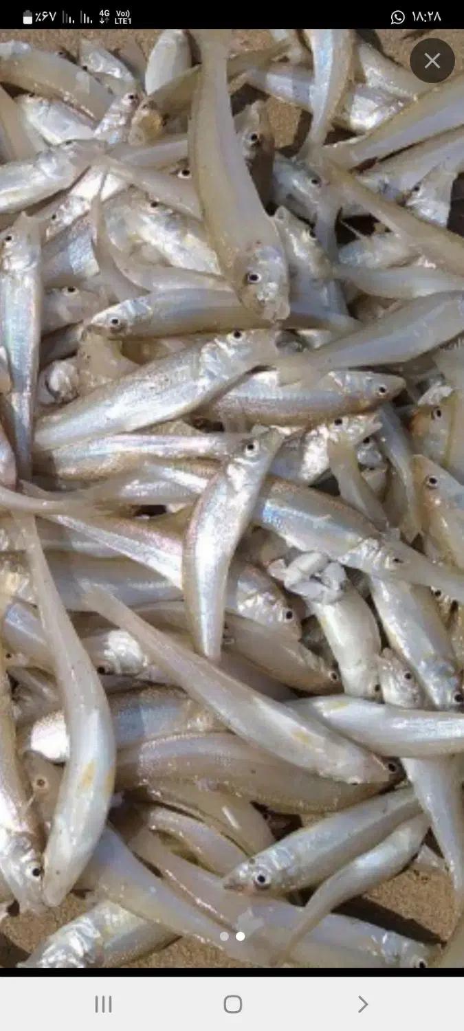 تورماهیگیری جاروفی کنارساحل دریا و راهبند رودخانه|ماهیگیری|بوشهر, |دیوار