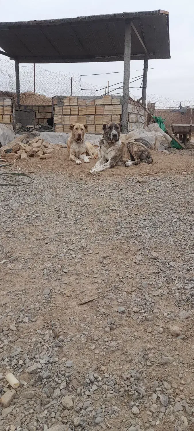 واگذاری ماده درجه یک|سگ|کاشمر, |دیوار