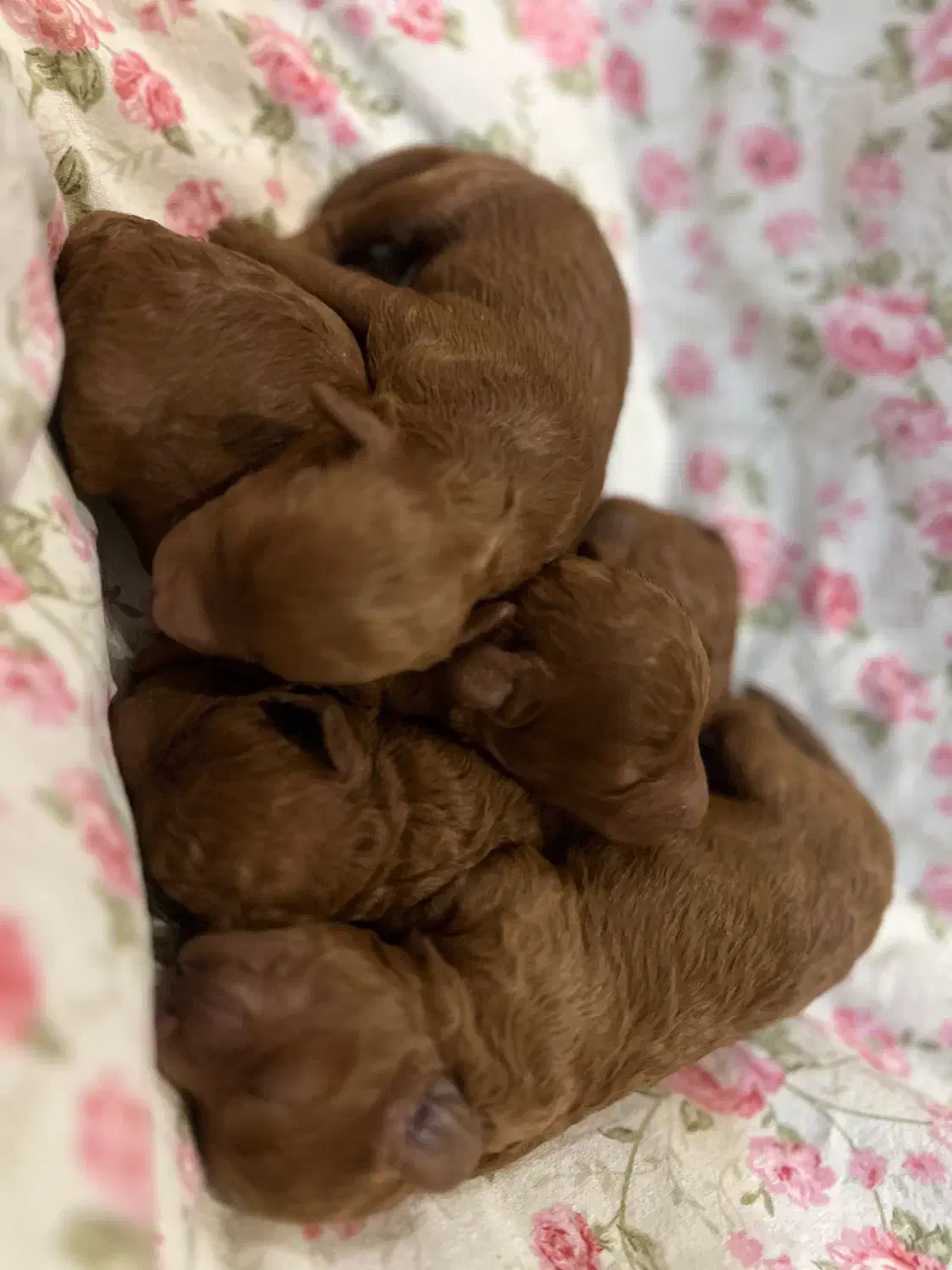 توی پودل|سگ|تهران, شهرآرا|دیوار