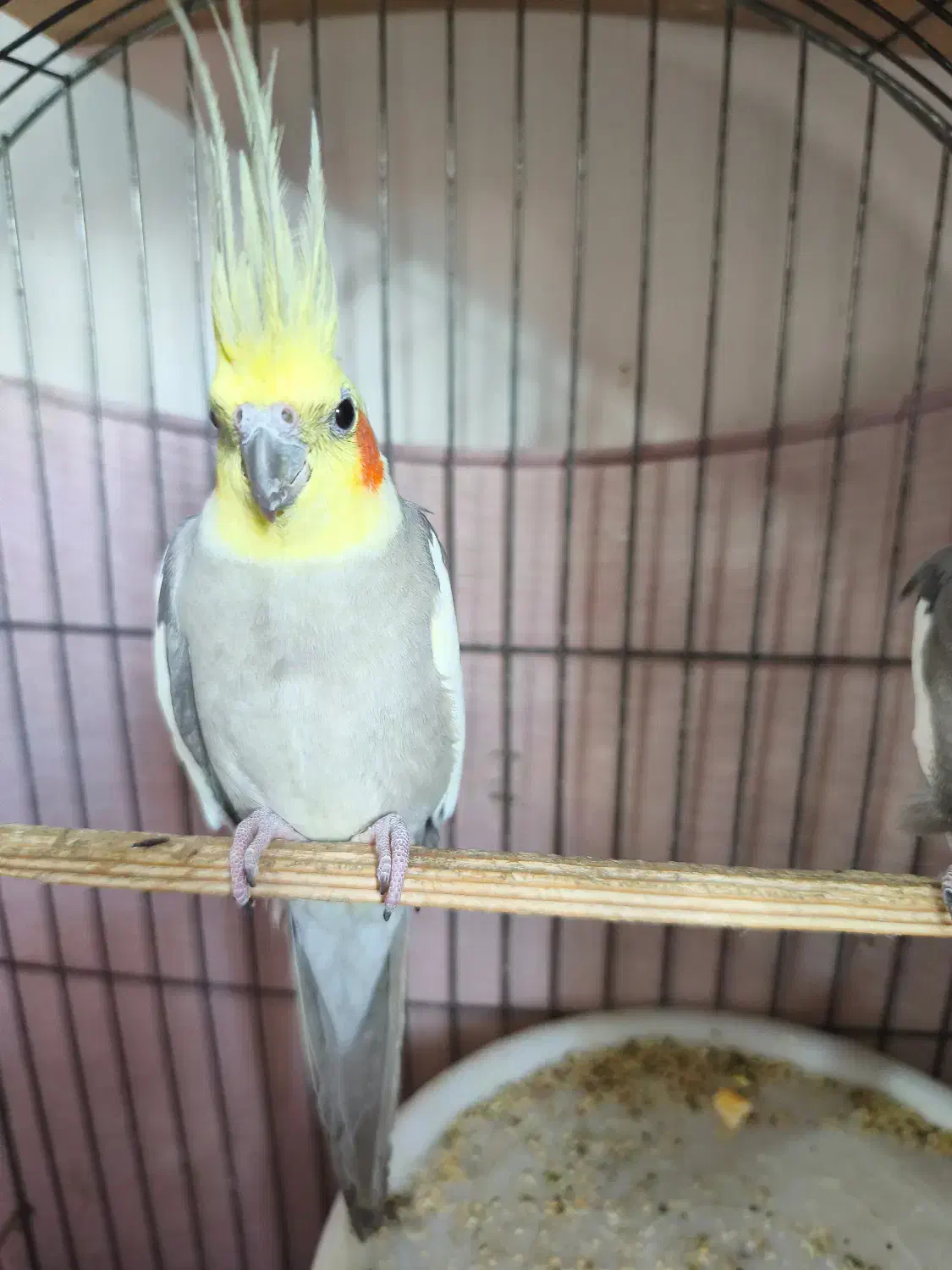 عروس هلندی|پرنده|محمدشهر, شهرک پیام (مهرالبرز)|دیوار