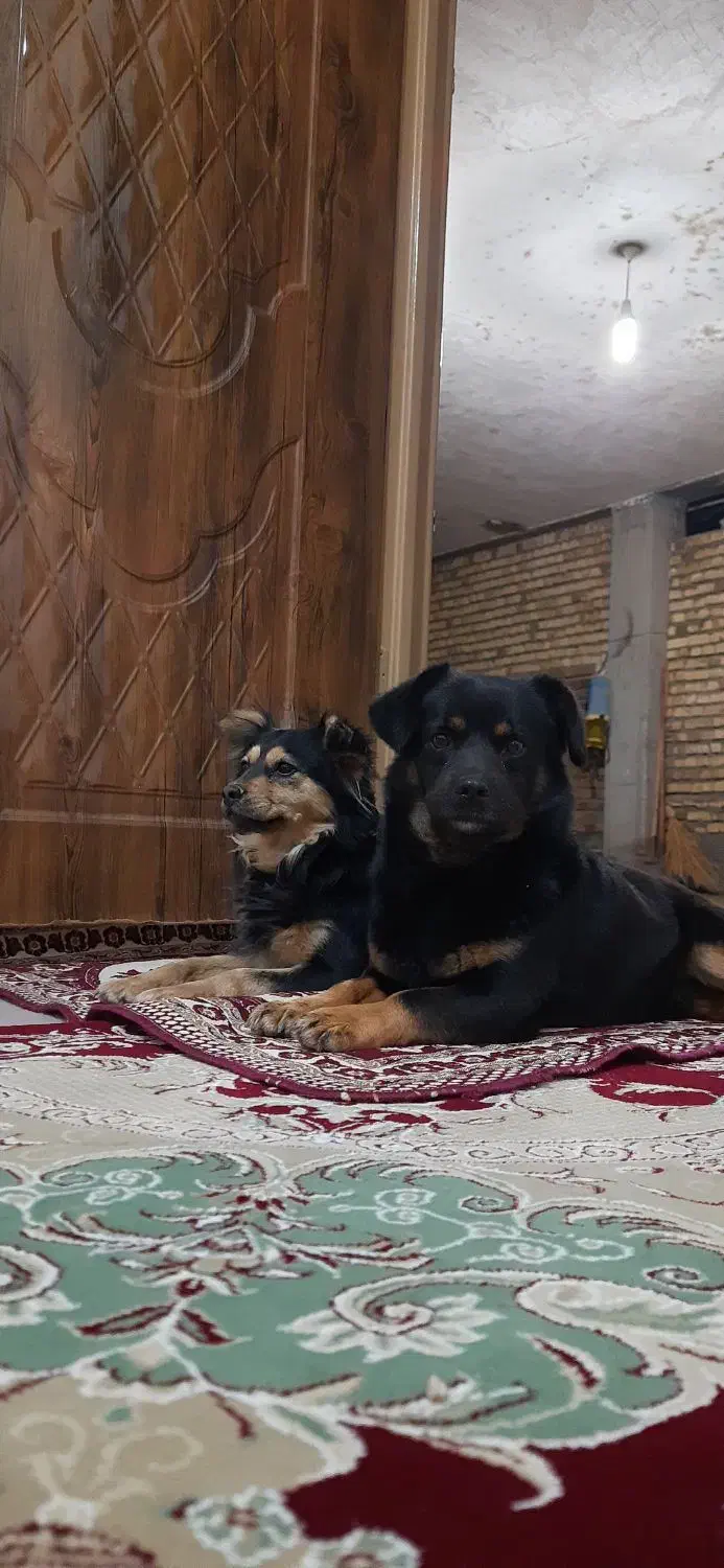 سگ‌گم شده|حیوانات|دورود, |دیوار