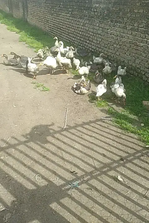 جوجه غاز|حیوانات مزرعه|بهشهر, |دیوار