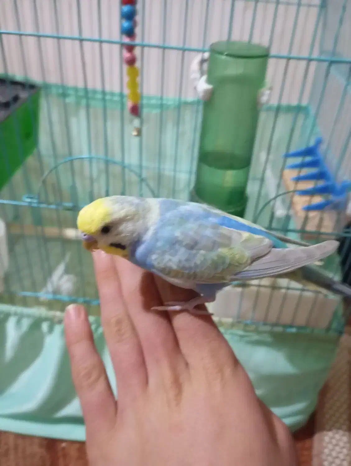 مرغ عشق|پرنده|سقز, |دیوار