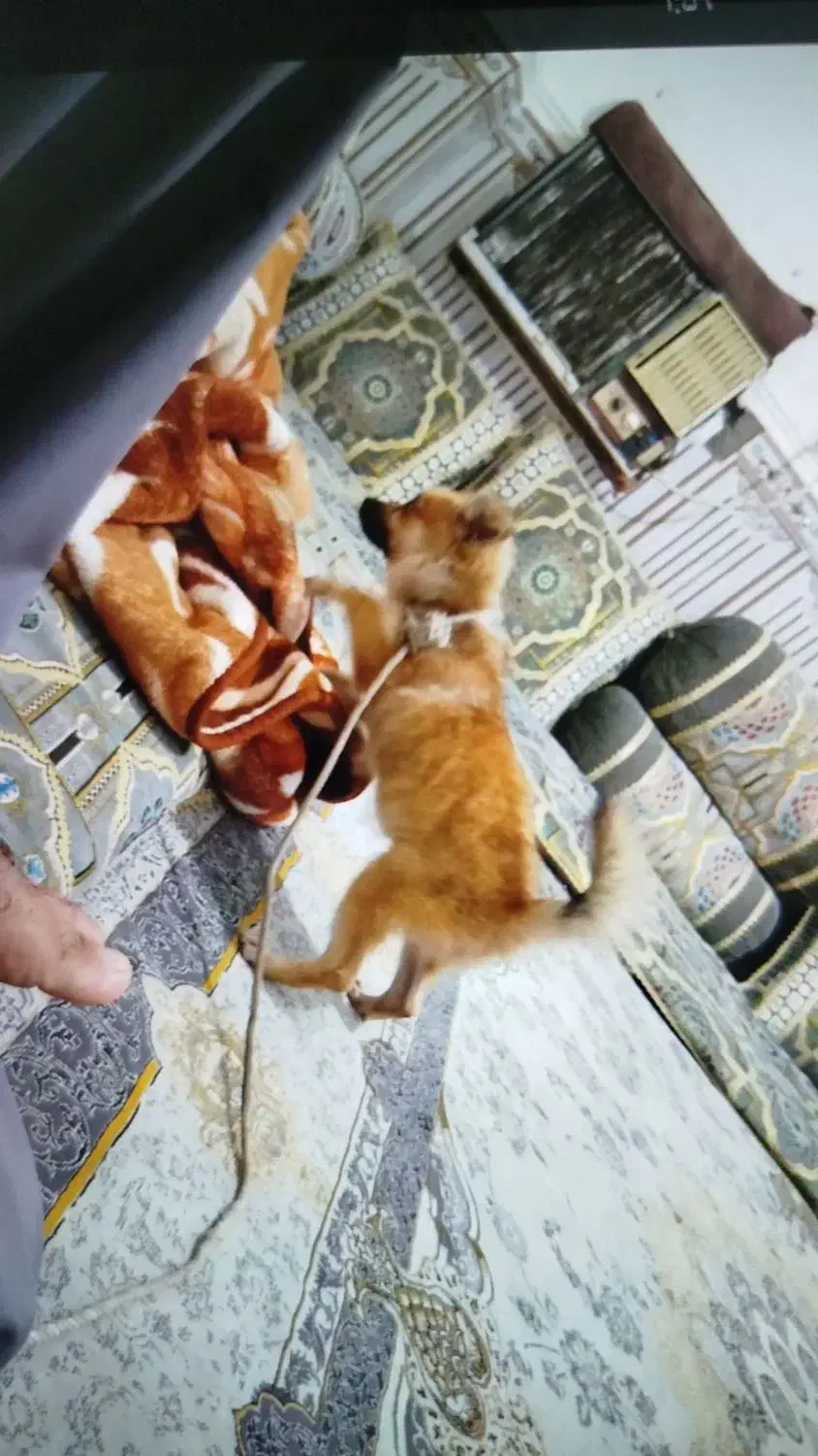 سگ پا کوتاه خانگی|سگ|ایرانشهر, |دیوار