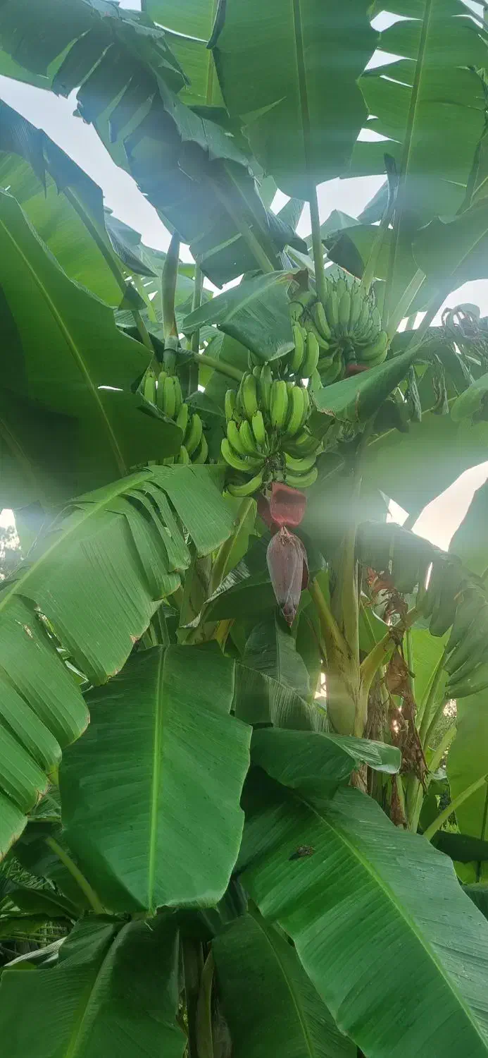 درخت موز|گل و گیاه طبیعی|چمستان, |دیوار