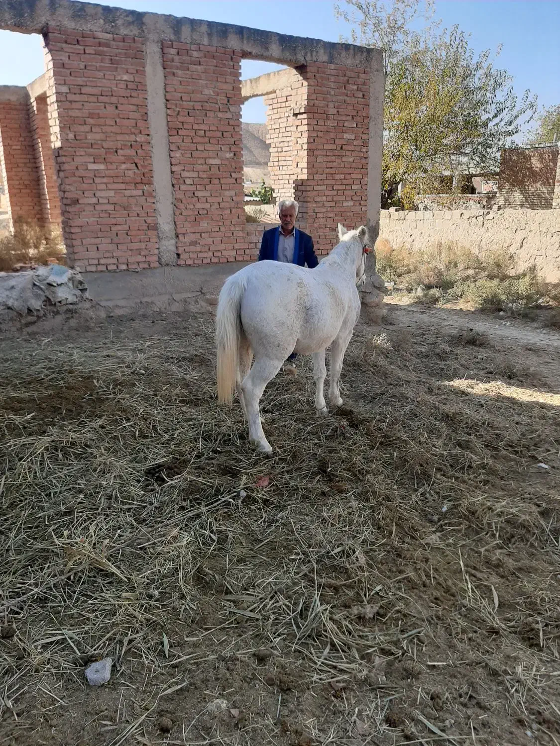 مادیان شش ساله سرحال مست|اسب و تجهیزات اسبسواری|بجنورد, |دیوار