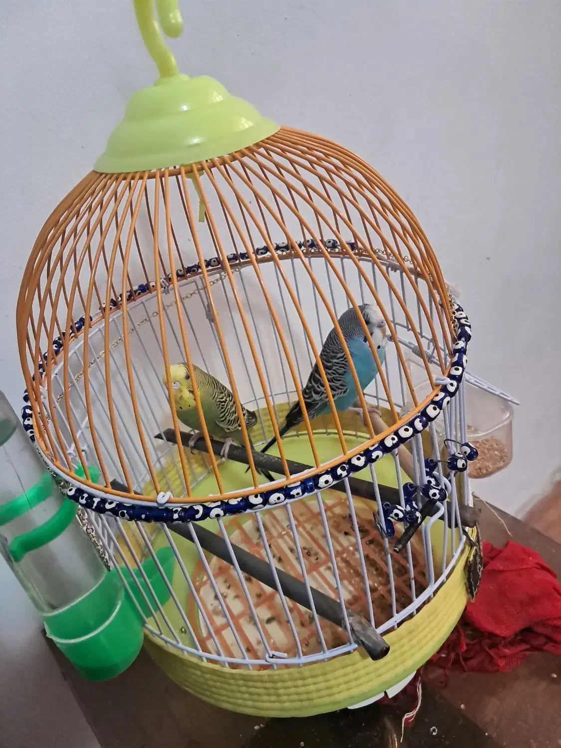 مرغ عشق|پرنده|محمدشهر, محمدشهر|دیوار