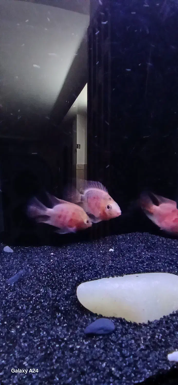 ماهی|ماهی|خمینی‌شهر, |دیوار