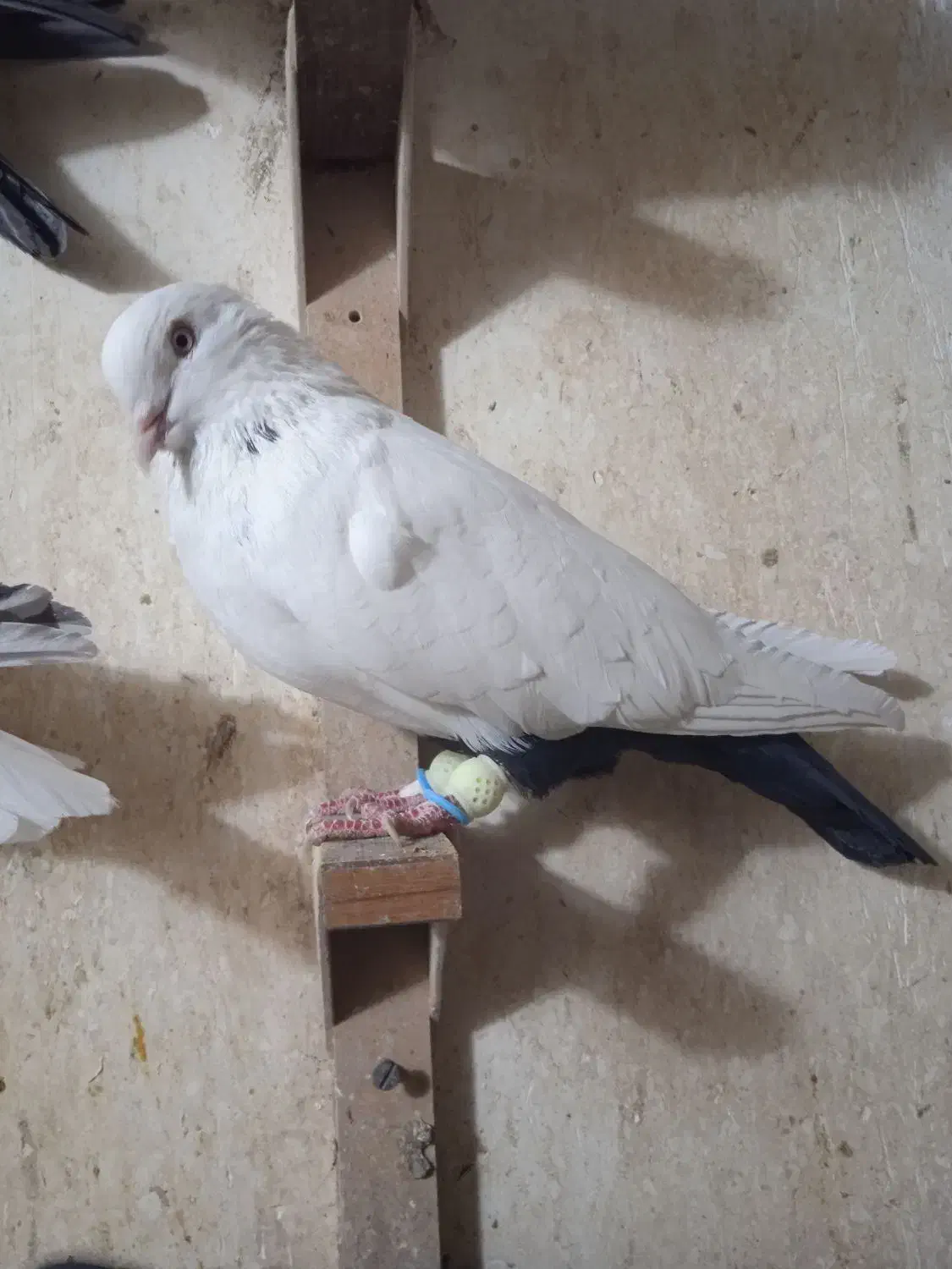 کبوتر|پرنده|شیراز, شیشه‌گری|دیوار