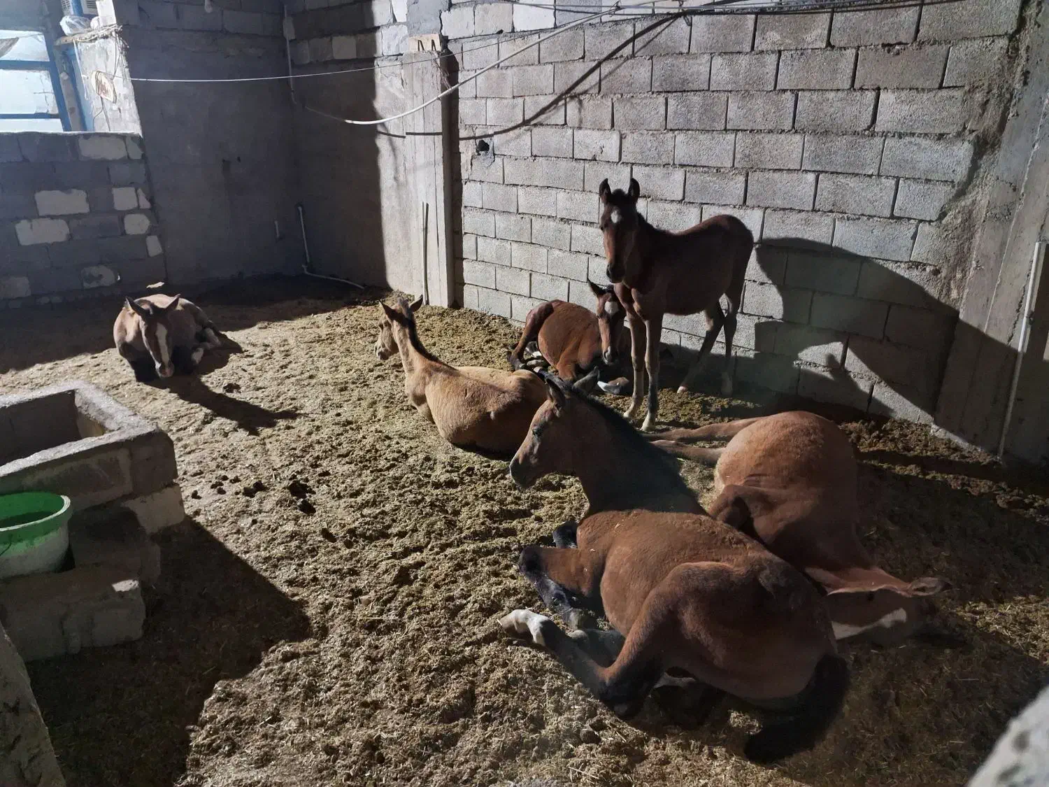 فروش تعدادی کره اسب|اسب و تجهیزات اسبسواری|شهرکرد, |دیوار