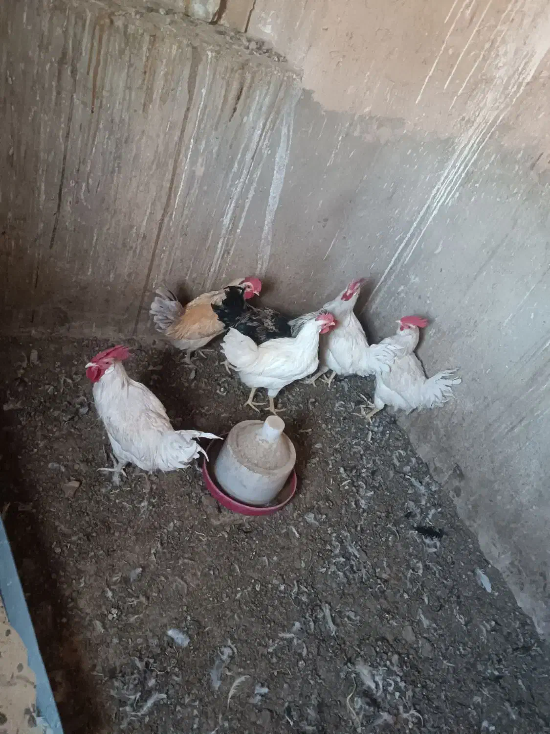 نیمچه خروس|حیوانات مزرعه|یزد, |دیوار