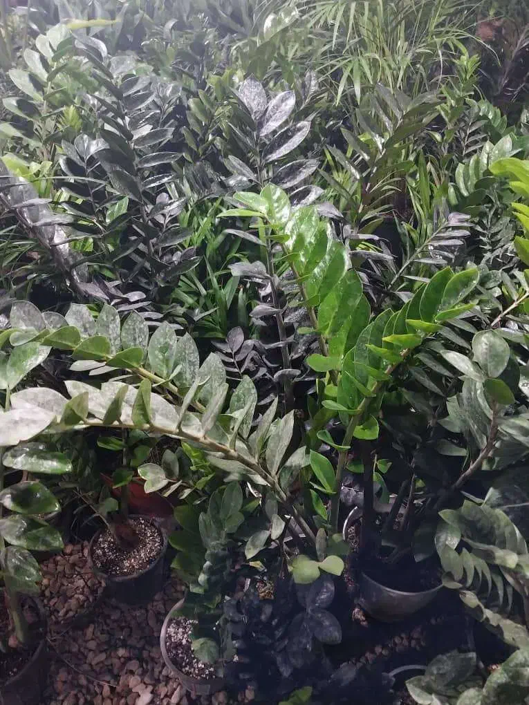 دهکده گل بوشهر|گل و گیاه طبیعی|بوشهر, |دیوار