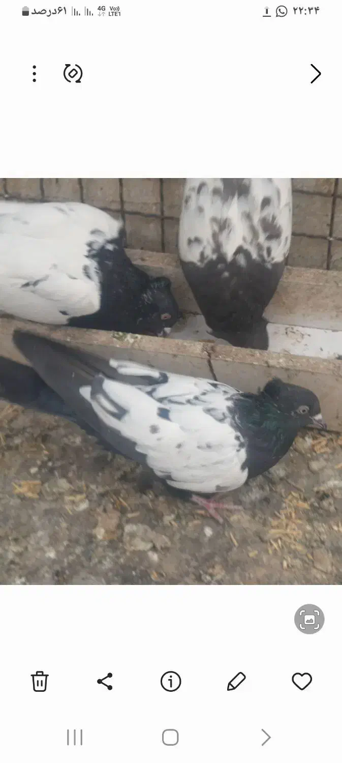 کبوتر سینه ای|پرنده|اصفهان, دانشگاه افسری امیرالمومنین|دیوار