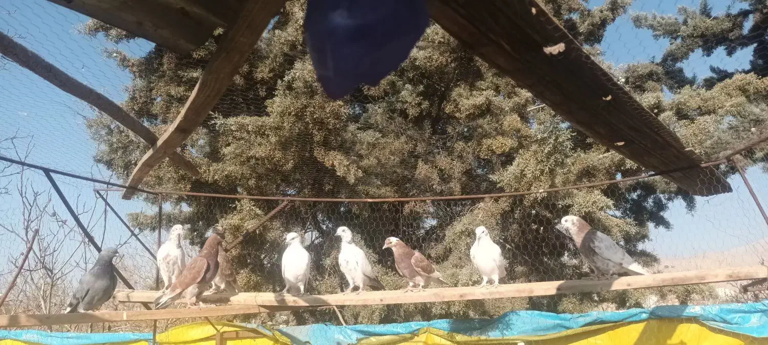 کبوتر پرشی جوجه ساعت بالا|پرنده|دماوند, گیلاوند|دیوار