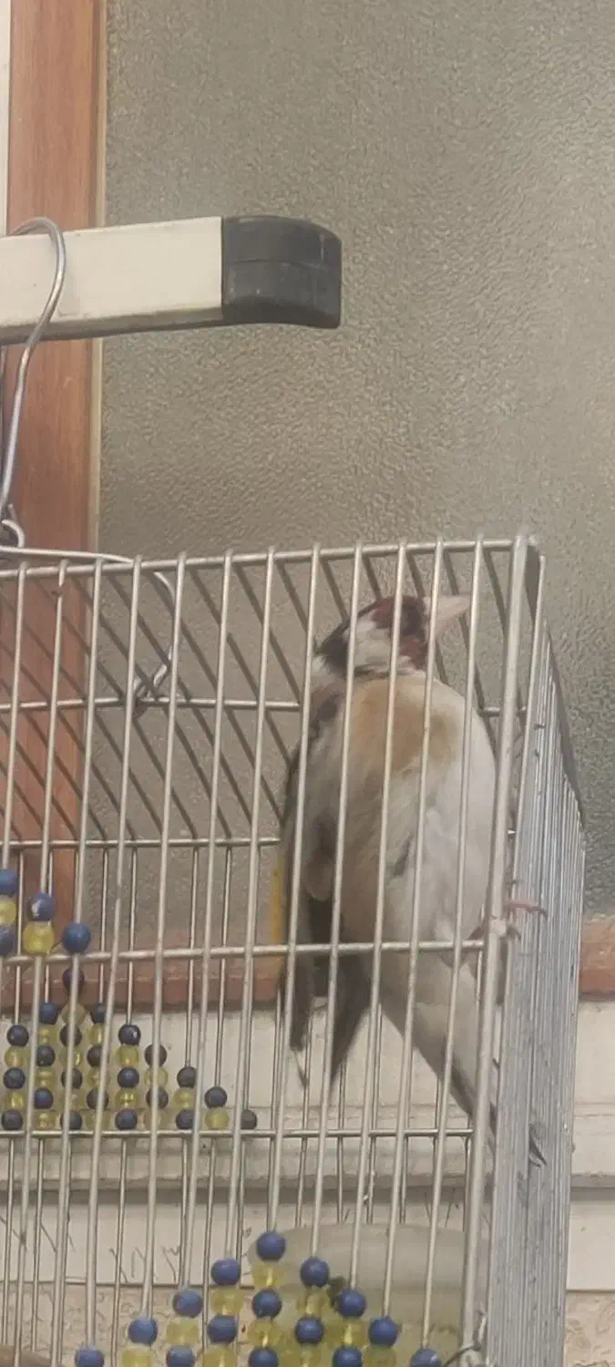 سهره سر سیاه دهن زن|پرنده|شیراز, شهرک مطهری|دیوار