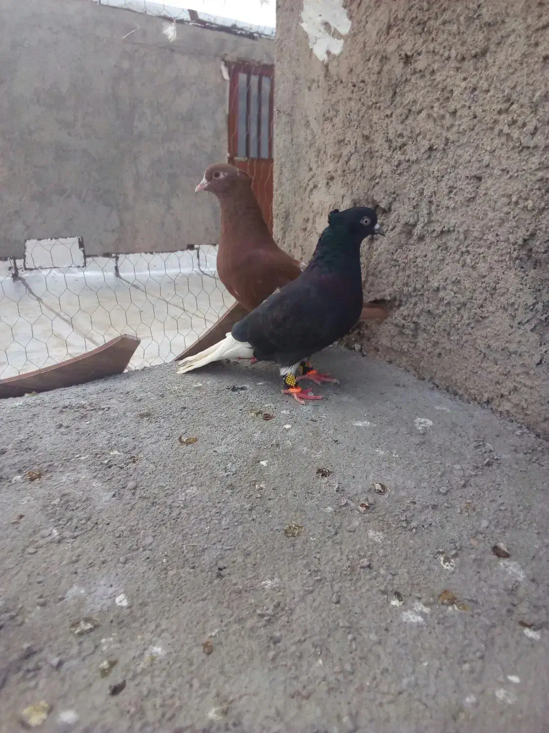 کفتر|پرنده|قائن, |دیوار