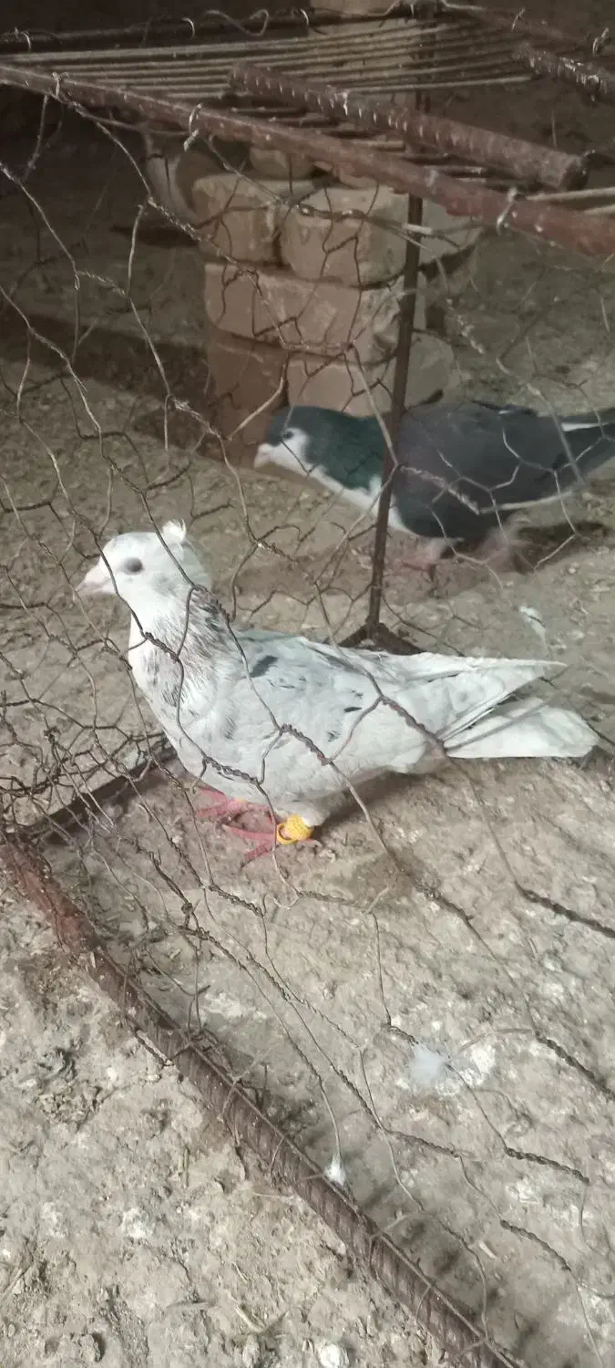 کفتر پرشی|پرنده|اسفراین, |دیوار