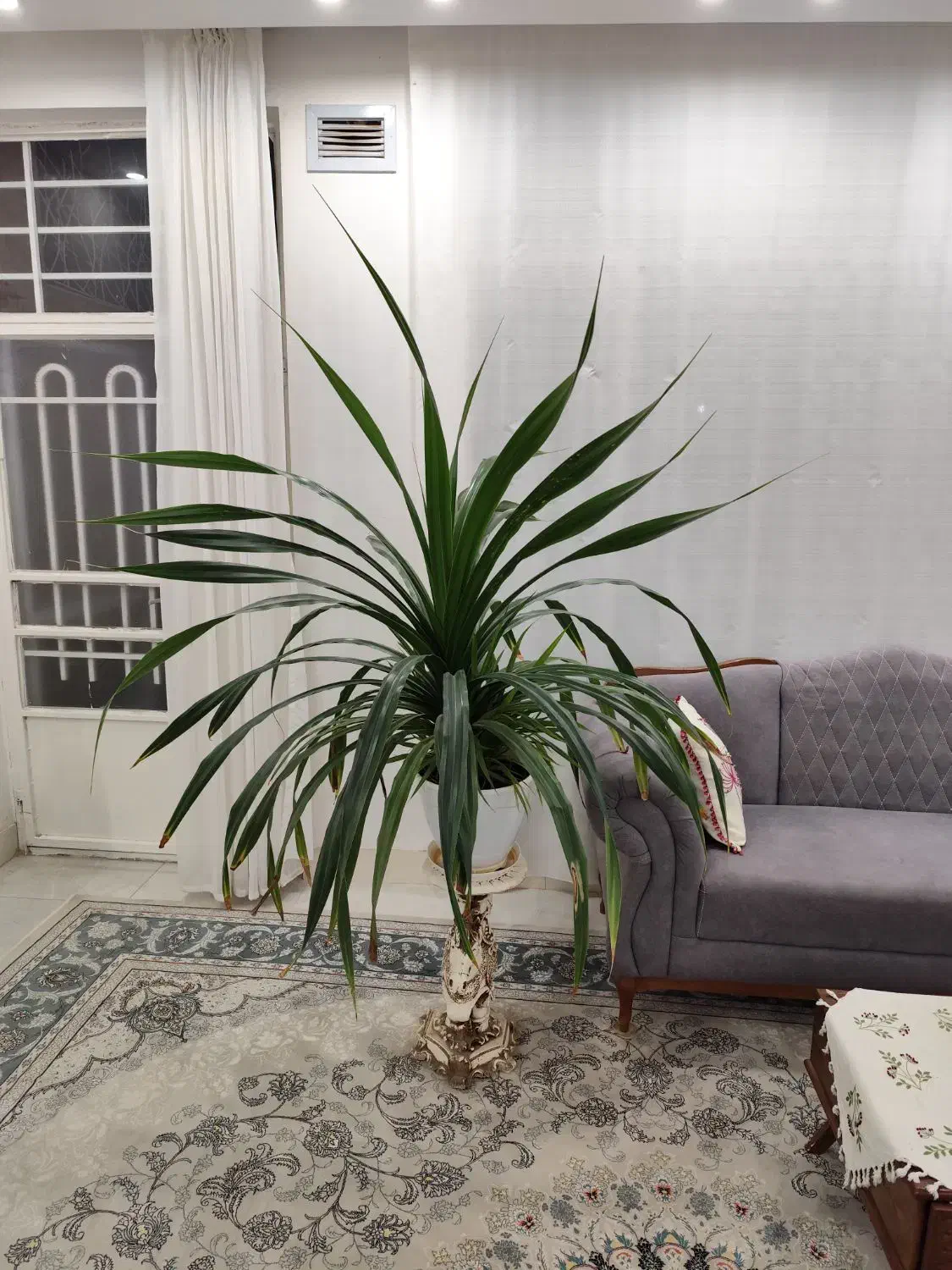 گل پاندانوس با گلدان|گل و گیاه طبیعی|تربتحیدریه, داروپخش|دیوار