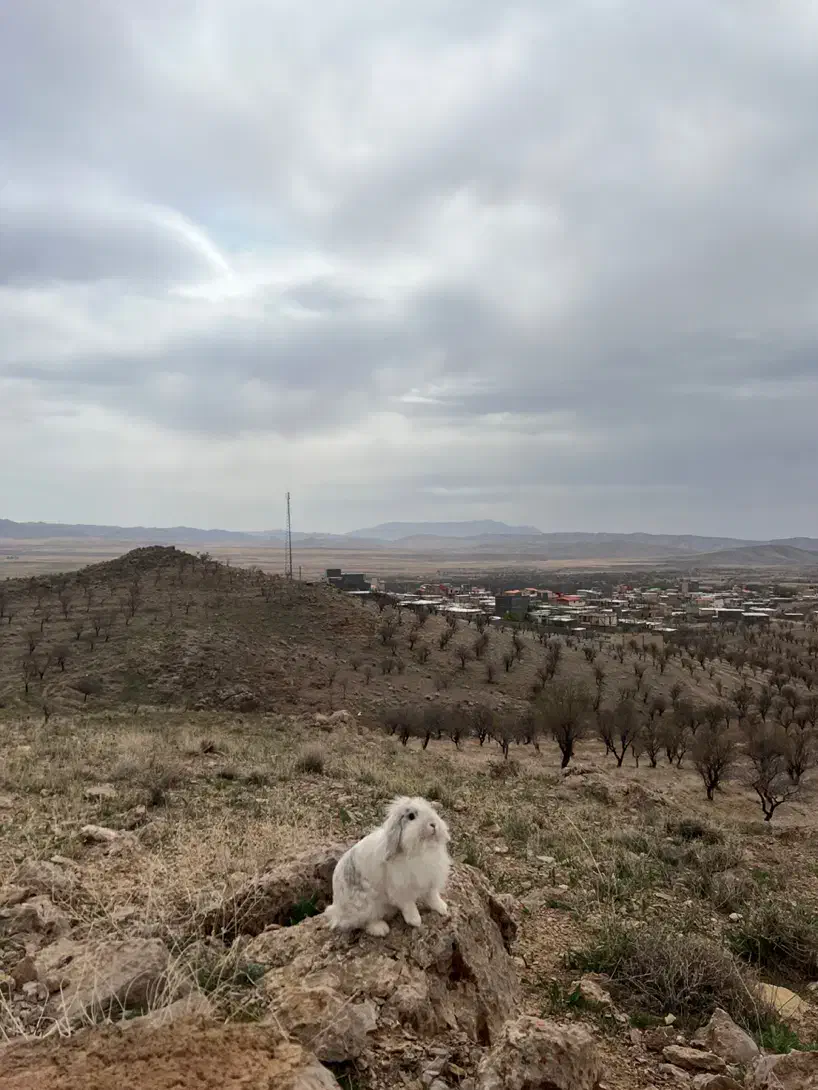 واگذاری خرگوش هلندی|موش و خرگوش|پاکدشت, پارچین|دیوار