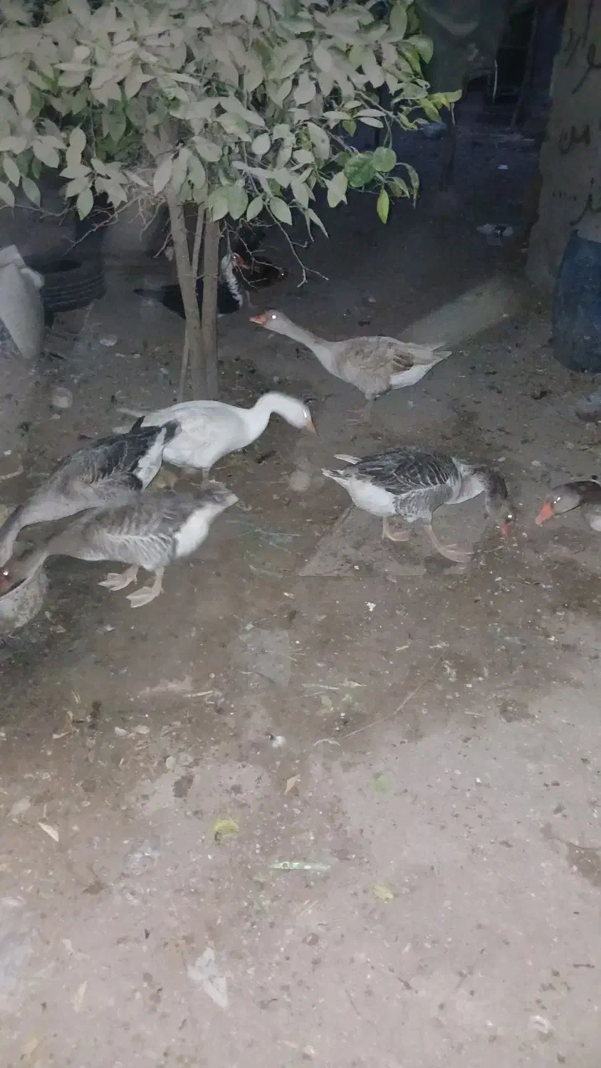 فروش پنج عدد قاز خانگی بزرگ و جوان تخمگذار|حیوانات مزرعه|بندر گناوه, |دیوار